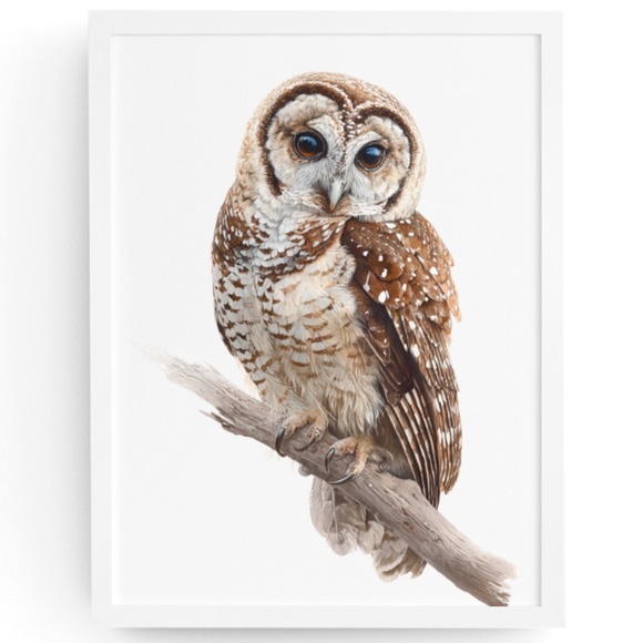 Watercolor Northern Saw-whet Owl Portrait Wall Art Print Poster, Unframed - Picture 1 of 6